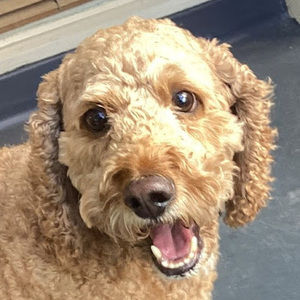 Meet your Posher, Izzy